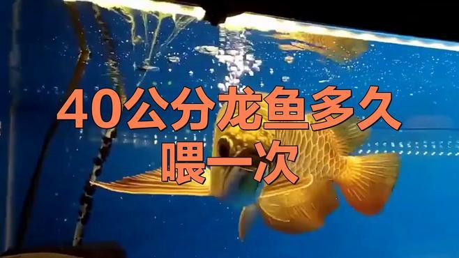 40公分高背金龍魚如何飼養？，40公分高背金龍魚如何飼養，10大忌諱全民小視頻