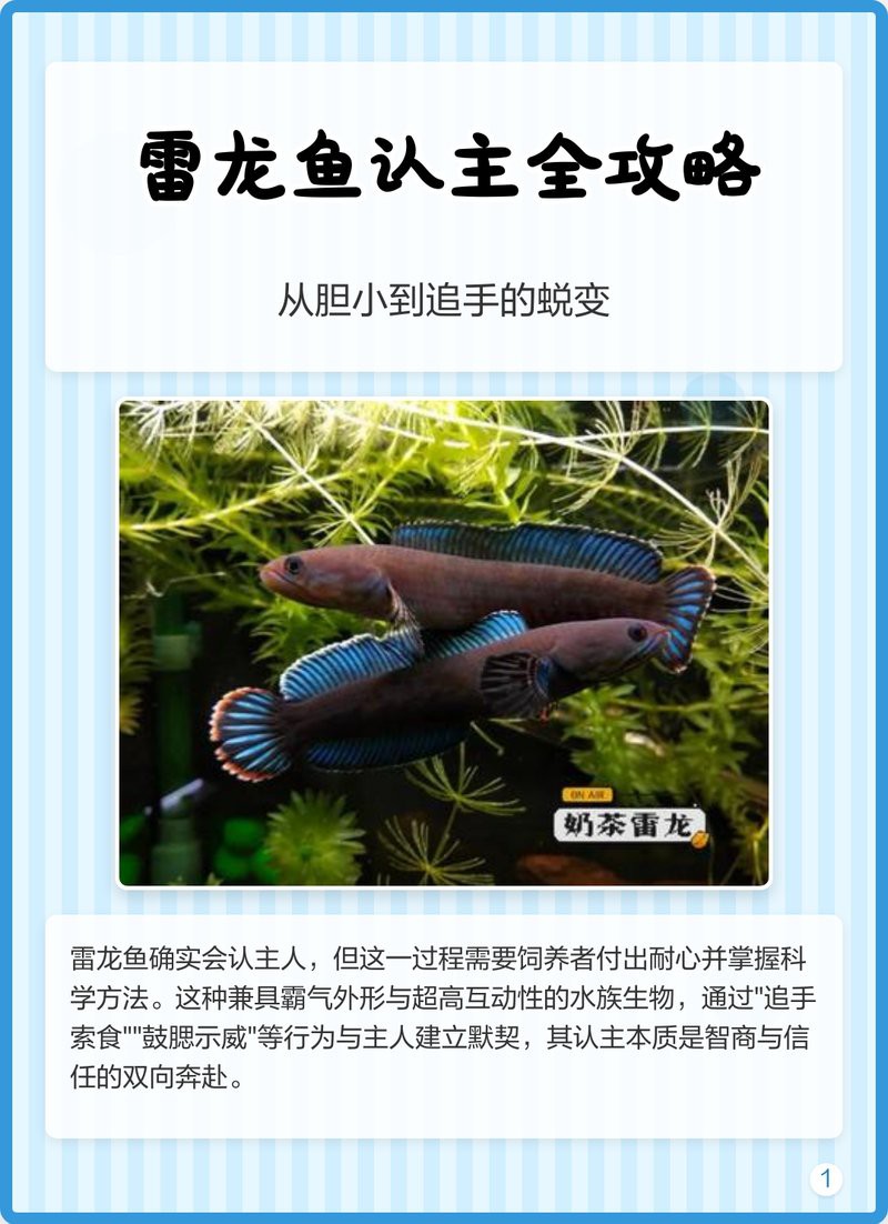 哪些品種的雷龍魚更容易認主？，《哪些品種的雷龍魚更容易認主》雷龍魚認主全攻略