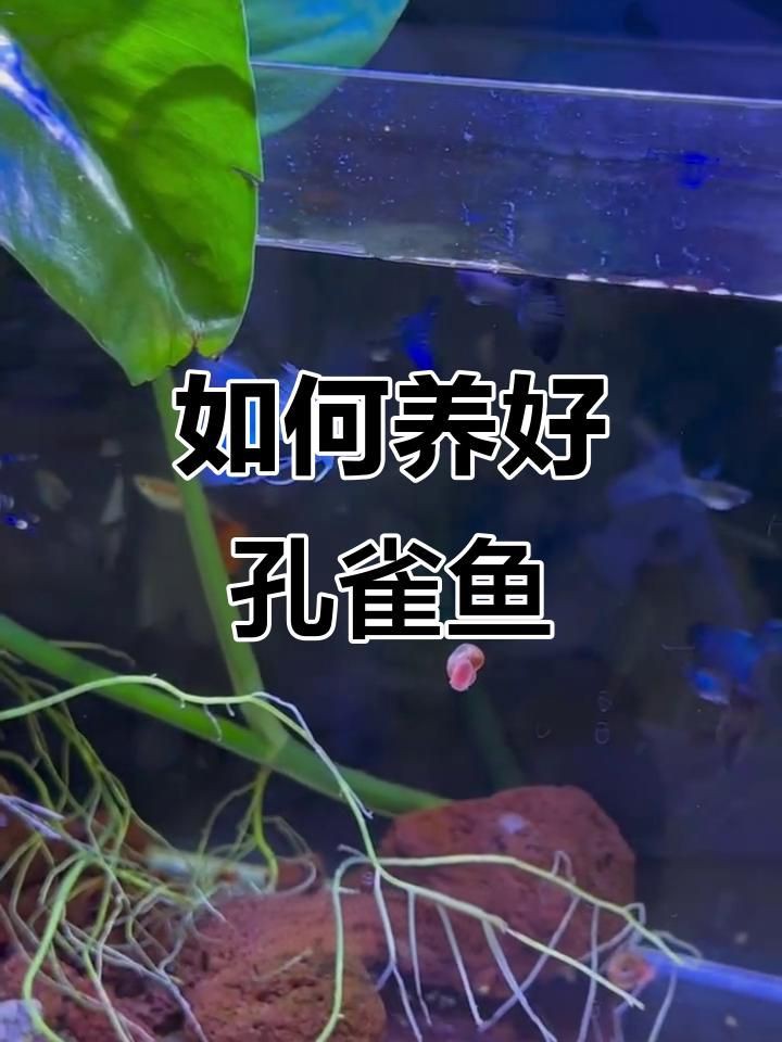 孔雀魚好養的品種，孔雀魚養殖技巧