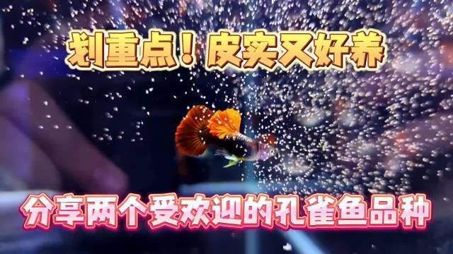 孔雀魚好養的品種，孔雀魚養殖技巧