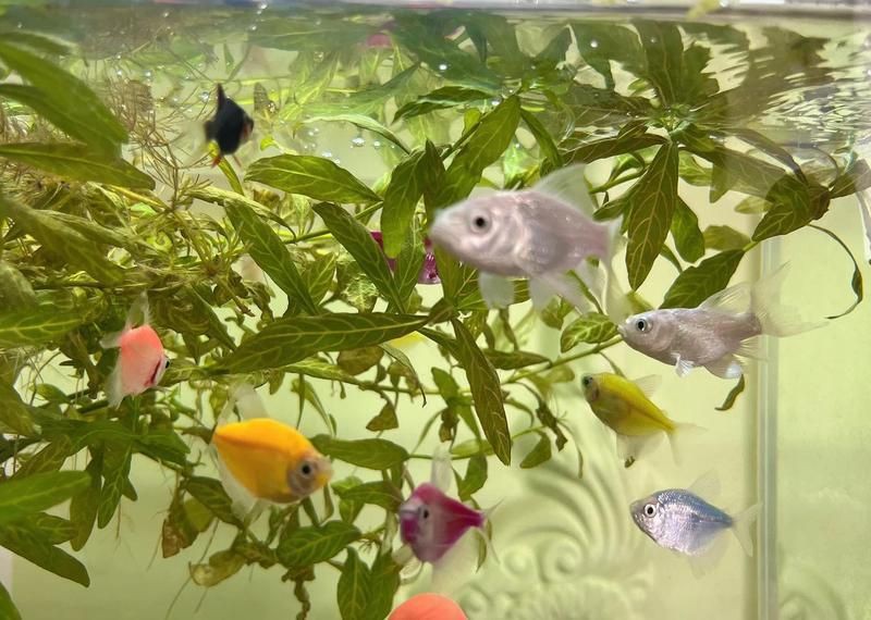 隨州魚缸批發市場，隨州魚缸批發市場在哪里進貨 隨州魚缸批發市場，隨州魚缸批發市場在哪里進貨 全國水族館企業名錄 第3張