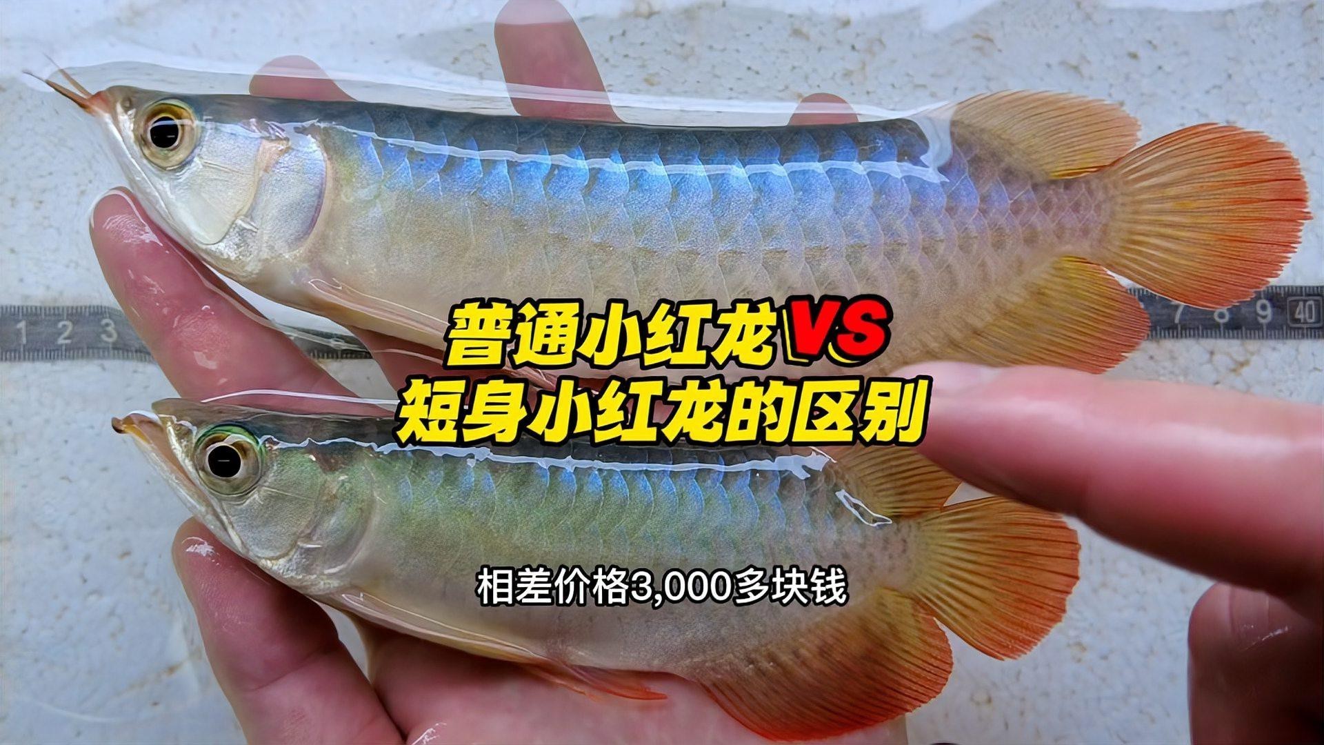 如何判斷一條短身龍魚的價值？，《如何判斷一條短身龍魚的價值》在觀賞魚市場中備受青睞