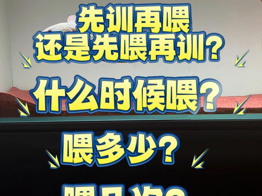 如何判斷雷龍魚是否吃飽？，如何判斷雷龍魚是否吃飽