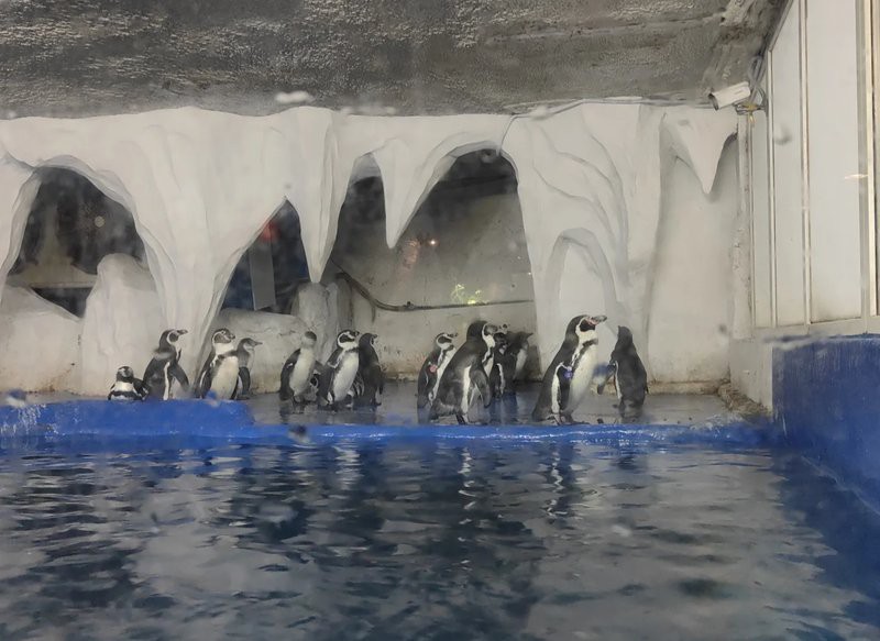 太平水族店，太平水族店怎么查詢
