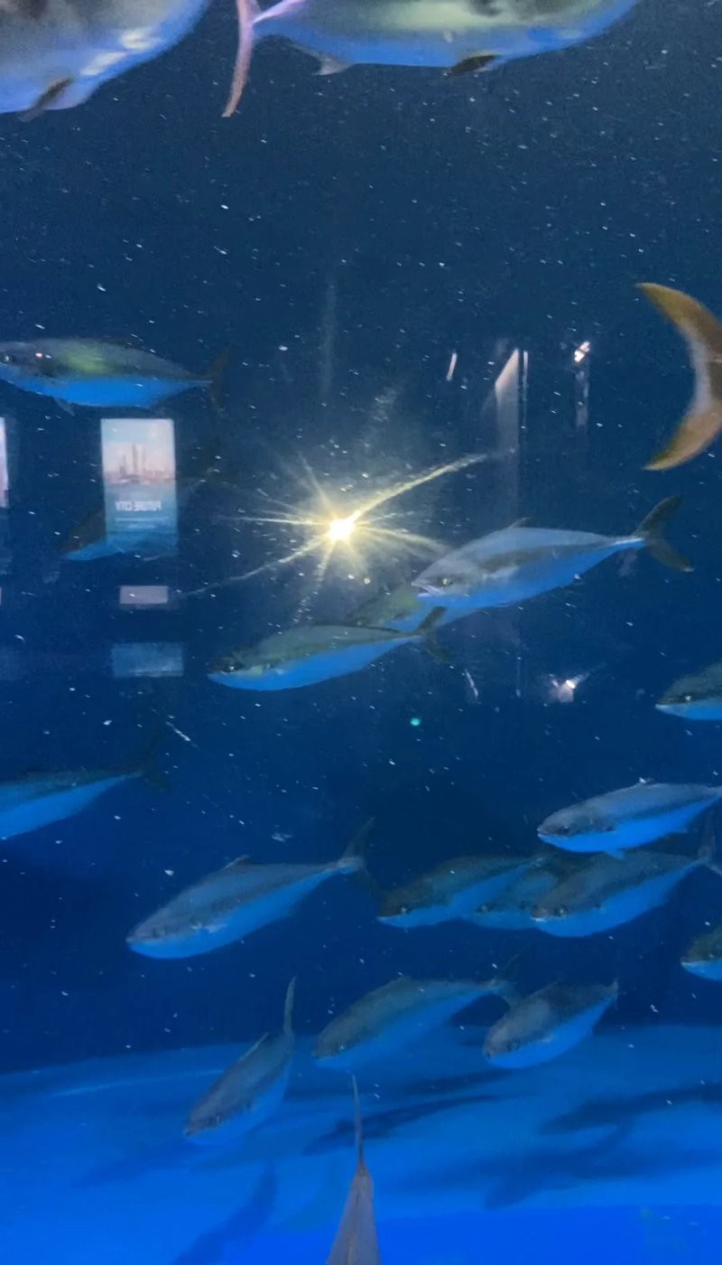 太平水族店，太平水族店怎么查詢