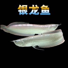 哪里可以購買到高品質的紅金龍魚？，購買高品質的紅金龍魚有哪些渠道？