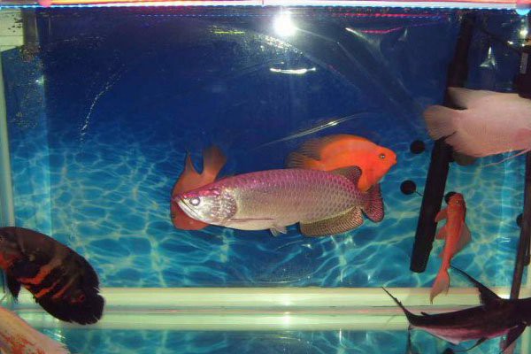 如何區分星點龍魚和斑紋龍魚？，星點龍魚與斑紋龍魚的區分方法