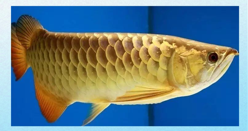 如何區分星點龍魚和斑紋龍魚？，星點龍魚與斑紋龍魚的區分方法