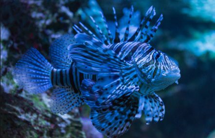 獅子魚一只多少元，為什么獅子魚的價格如此之大？