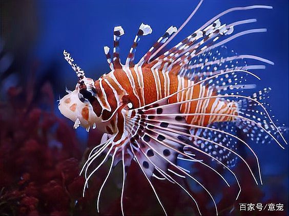 獅子魚一只多少元，為什么獅子魚的價格如此之大？