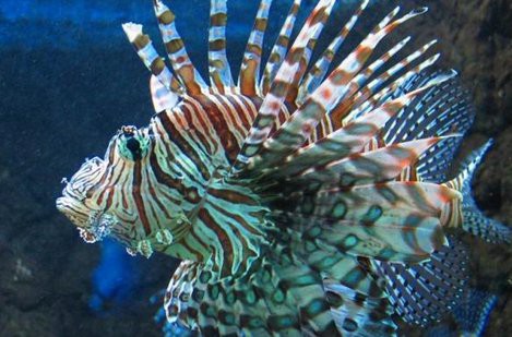 獅子魚一只多少元，為什么獅子魚的價格如此之大？