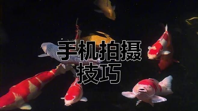 如何拍攝高質(zhì)量的紅龍魚照片？，天津魚友拍攝高質(zhì)量紅龍魚照片技巧大揭秘如何拍出唯美畫面
