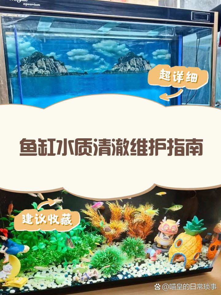 玉溪魚缸維護，《玉溪魚缸維護》