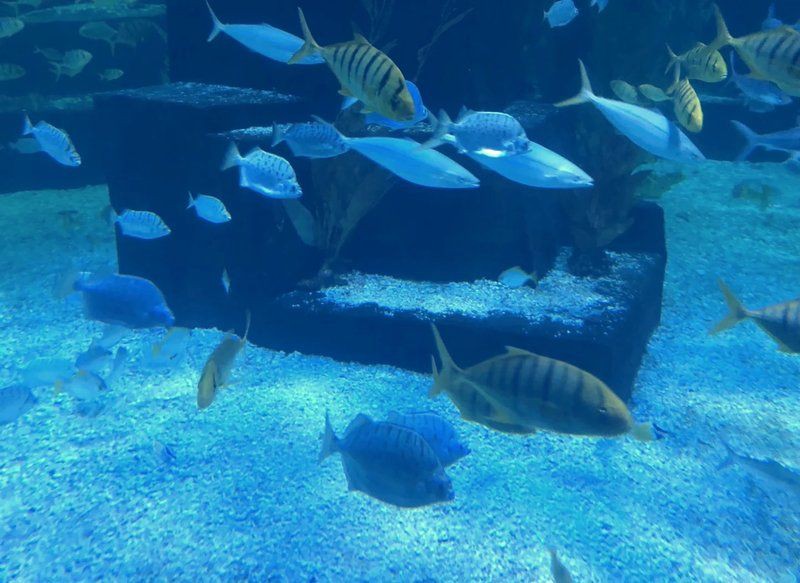 沈陽水族館，探秘沈陽水族館