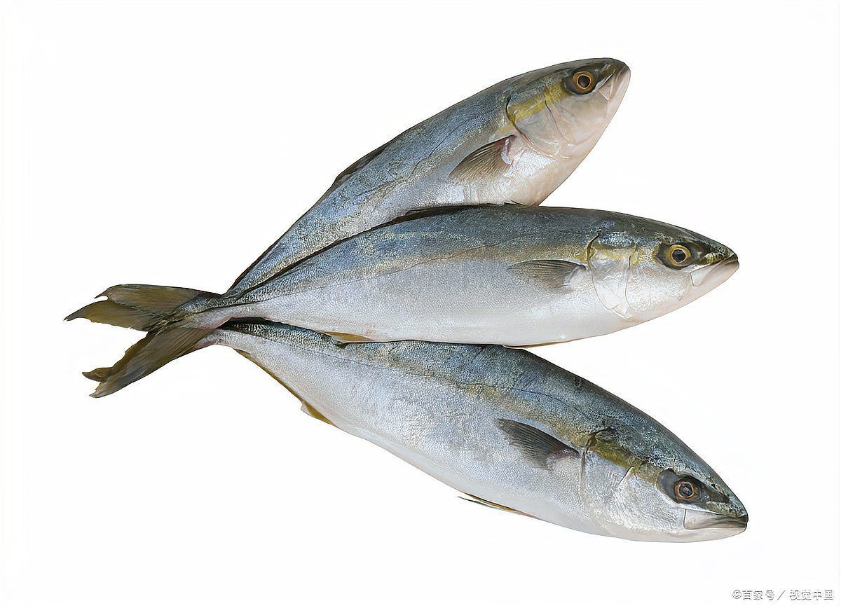 和尚魚公母最簡單辨認圖，和尚魚公母的最簡單辨認方法