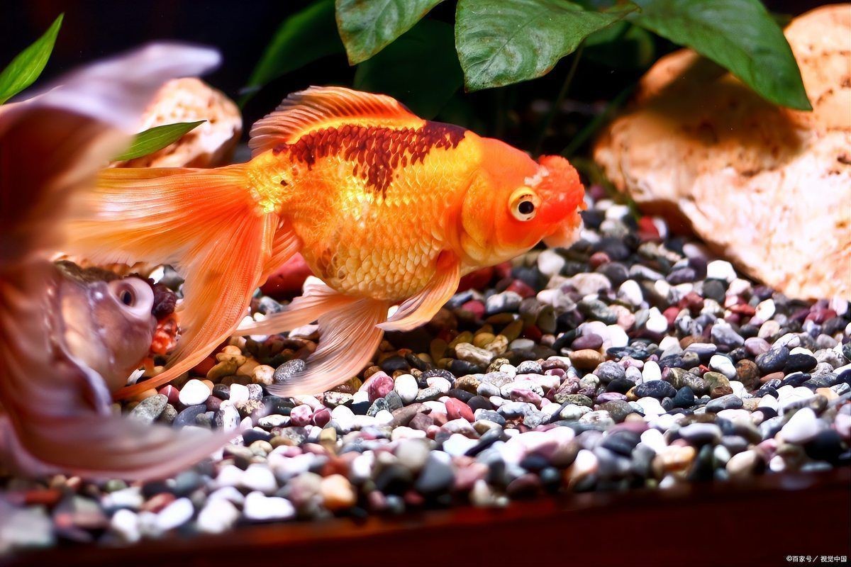 和尚魚公母最簡單辨認圖，和尚魚公母的最簡單辨認方法