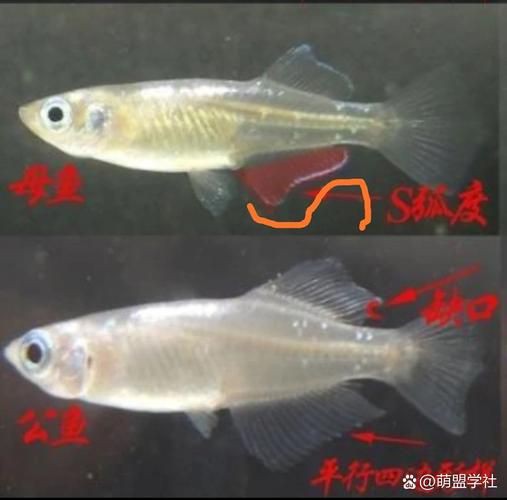 和尚魚公母最簡單辨認圖，和尚魚公母的最簡單辨認方法