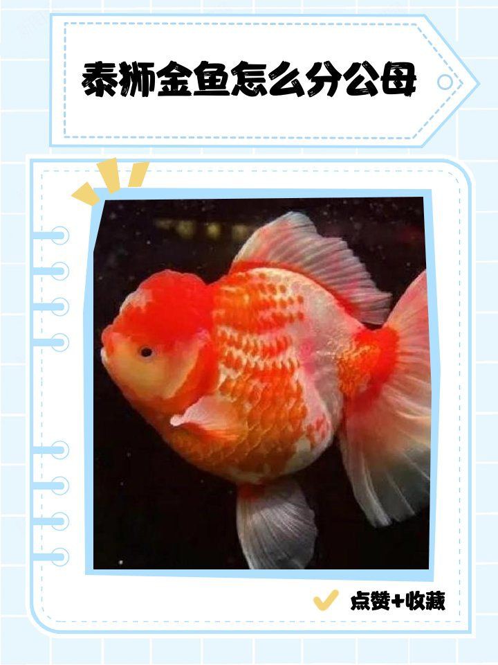 和尚魚公母最簡單辨認圖，和尚魚公母的最簡單辨認方法