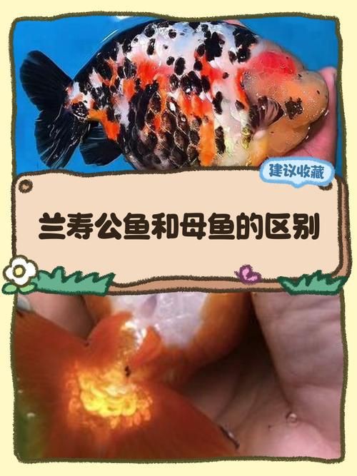 和尚魚公母最簡單辨認圖，和尚魚公母的最簡單辨認方法