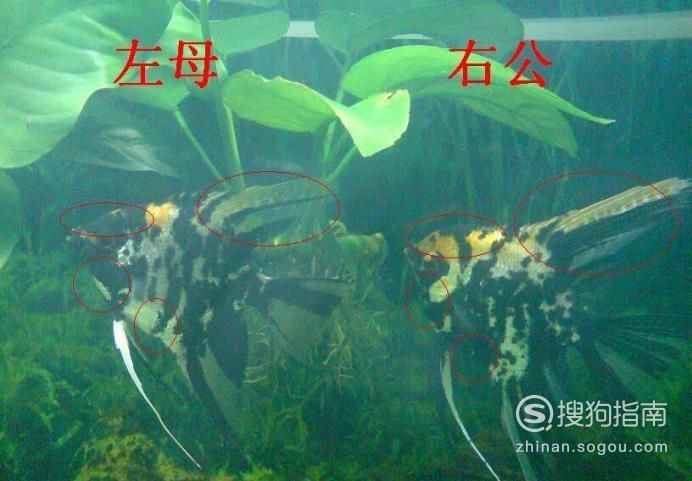 和尚魚公母最簡單辨認圖，和尚魚公母的最簡單辨認方法