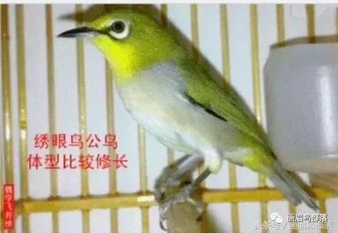 和尚魚公母最簡單辨認圖，和尚魚公母的最簡單辨認方法