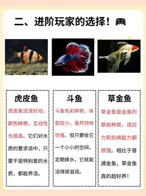和尚魚公母最簡單辨認圖，和尚魚公母的最簡單辨認方法