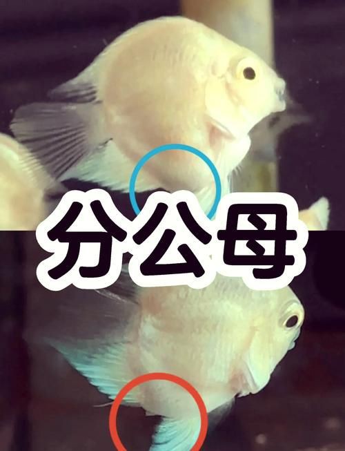 和尚魚公母最簡單辨認圖，和尚魚公母的最簡單辨認方法