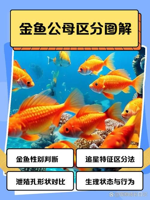 和尚魚公母最簡單辨認圖，和尚魚公母的最簡單辨認方法