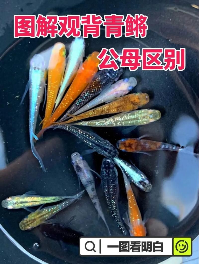 和尚魚公母最簡單辨認圖，和尚魚公母的最簡單辨認方法