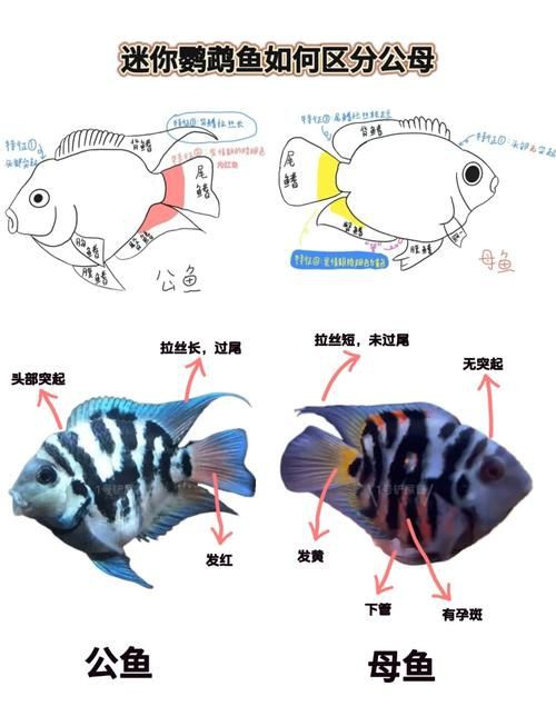 和尚魚公母最簡(jiǎn)單辨認(rèn)圖，和尚魚公母的最簡(jiǎn)單辨認(rèn)方法