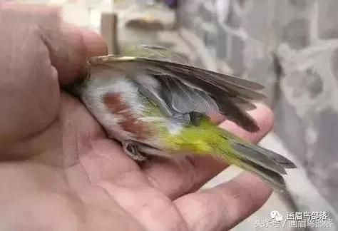 和尚魚公母最簡單辨認圖，和尚魚公母的最簡單辨認方法