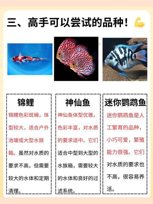 和尚魚公母最簡單辨認圖，和尚魚公母的最簡單辨認方法