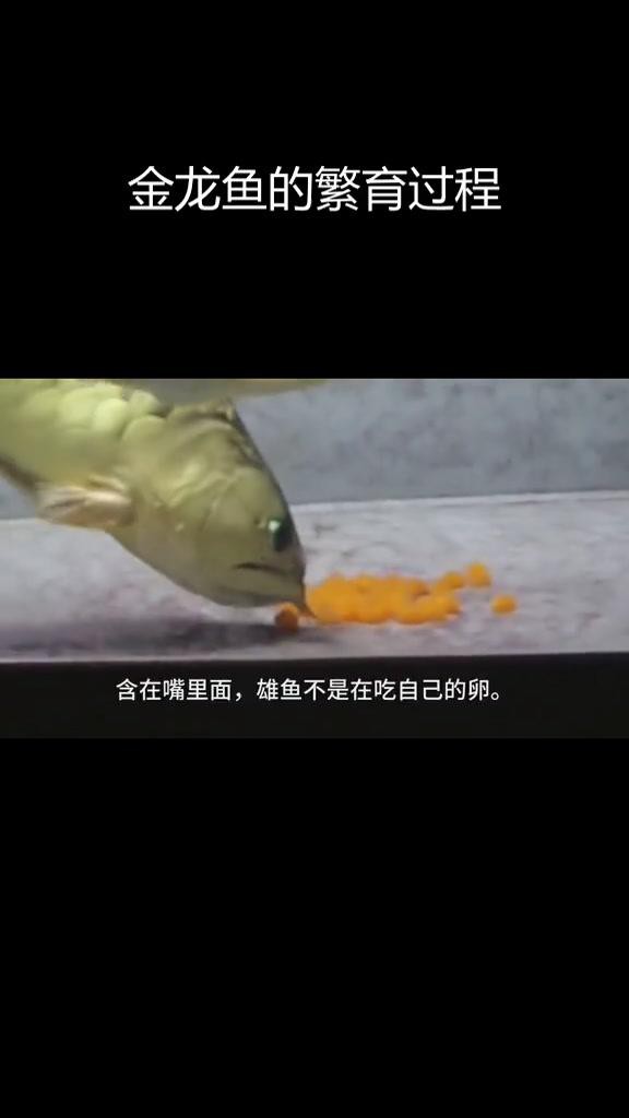 如何提高金龍魚繁殖成功率？，如何提高金龍魚繁殖成功率