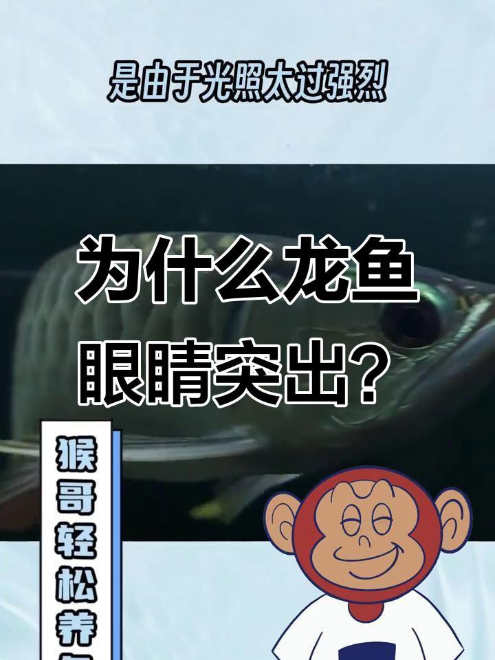 如何判斷紅龍魚是否掉眼？，如何判斷紅龍魚是否掉眼