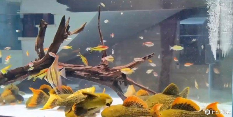 神木魚缸定做，神木魚缸定制全流程詳解18歲少女炒番茄炒番茄