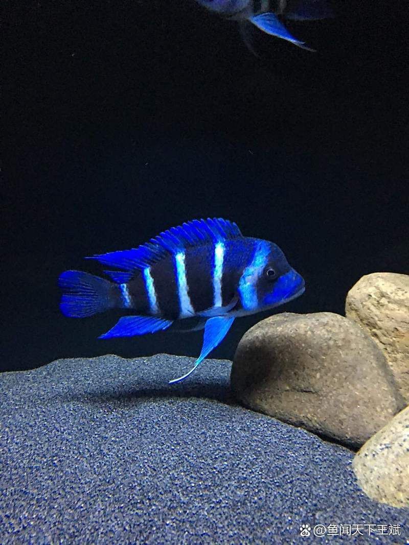 杭州魚缸店，杭州萬龍魚缸有限公司 杭州魚缸店，杭州萬龍魚缸有限公司 全國水族館企業(yè)名錄 第9張