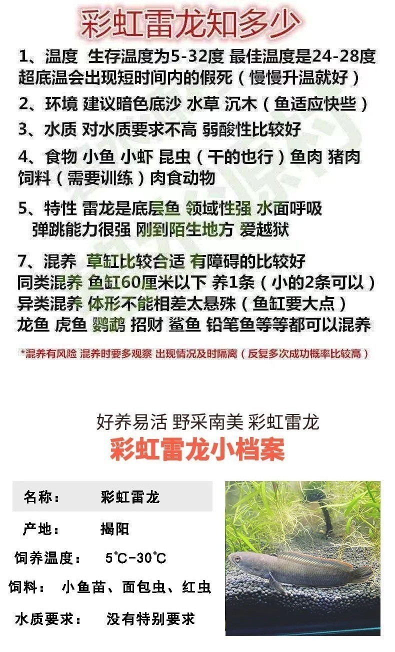 哪里可以購買到人工飼養的雷龍魚？，人工飼養的雷龍魚作為一種獨特的觀賞魚類其購買渠道多樣