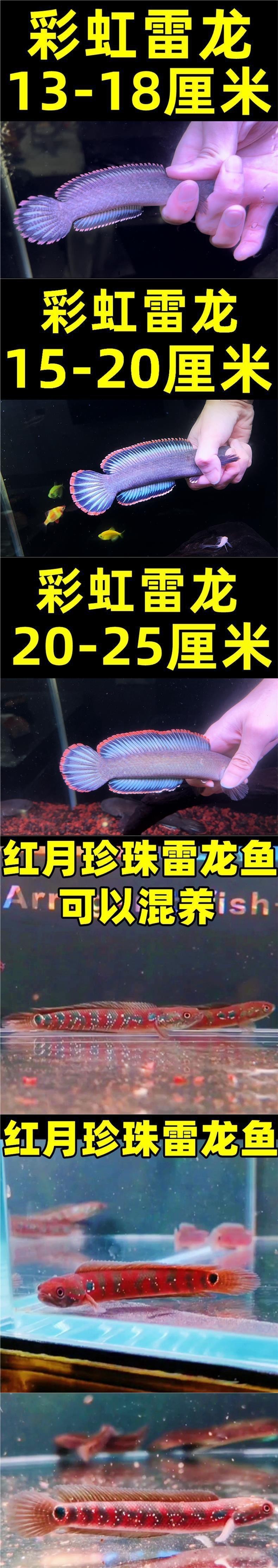 哪里可以購買到人工飼養的雷龍魚？，人工飼養的雷龍魚作為一種獨特的觀賞魚類其購買渠道多樣 哪里可以購買到人工飼養的雷龍魚？，人工飼養的雷龍魚作為一種獨特的觀賞魚類其購買渠道多樣 龍魚論壇 第6張
