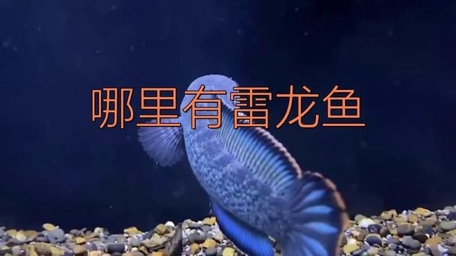 哪里可以購買到人工飼養的雷龍魚？，人工飼養的雷龍魚作為一種獨特的觀賞魚類其購買渠道多樣