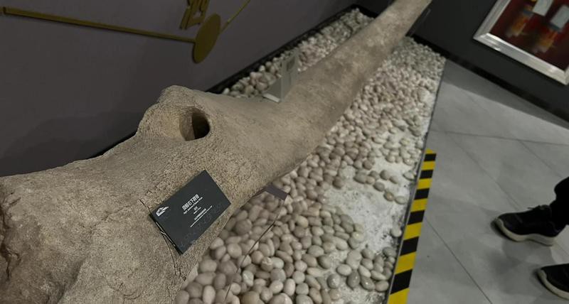 嵊泗水族店，嵊泗水族店有哪些特色產品