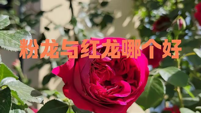 如何區(qū)分粉龍和紅龍？，如何區(qū)分粉龍和紅龍