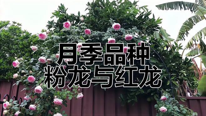 如何區(qū)分粉龍和紅龍？，如何區(qū)分粉龍和紅龍