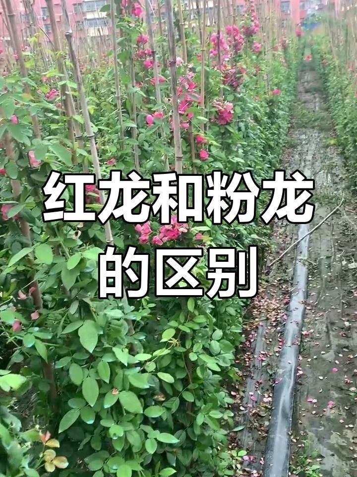 如何區(qū)分粉龍和紅龍？，如何區(qū)分粉龍和紅龍