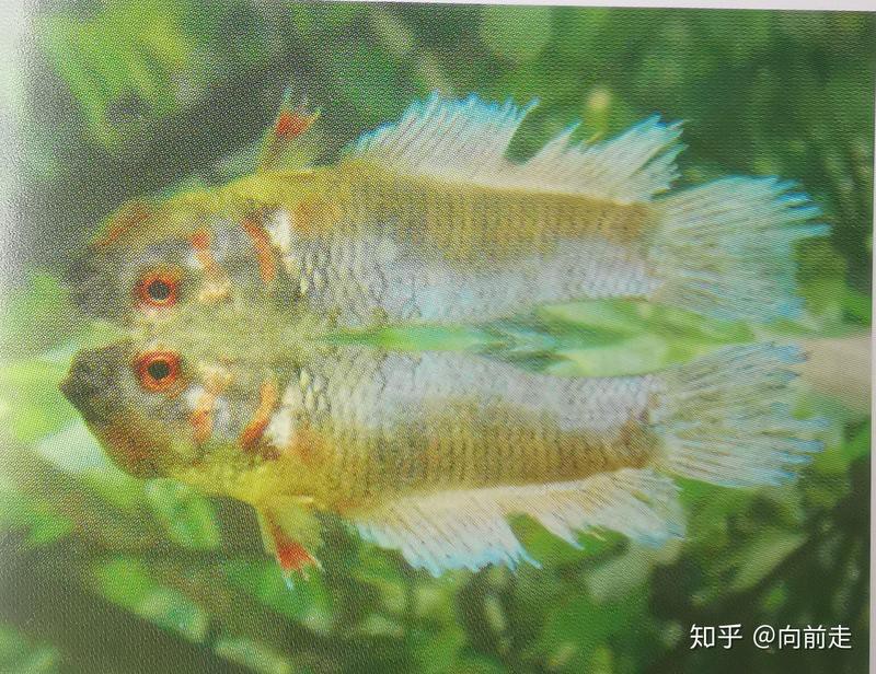 如何判斷銀龍魚潰爛是否嚴重？，《如何判斷銀龍魚潰爛是否嚴重》銀龍魚潰爛是否嚴重