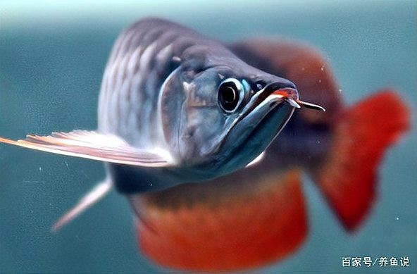 古龍魚有哪些獨特之處？，古龍魚的獨特習性