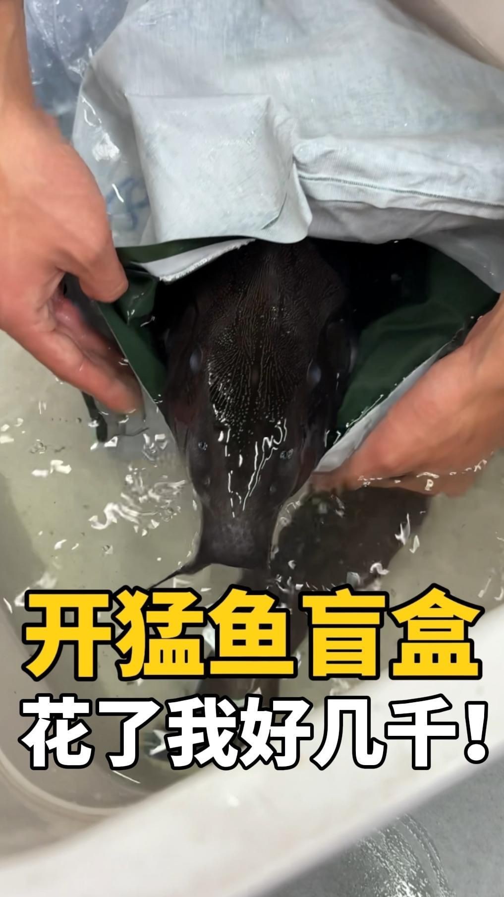 猛魚盲盒豪華版，400塊買的猛魚盲盒,開出五條大猛魚,賺了嗎