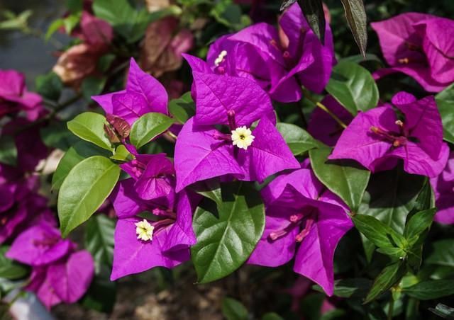 煤渣能代替赤玉土嗎，煤渣能否代替赤玉土