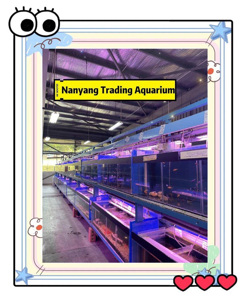 新余魚缸店，新余市魚缸店