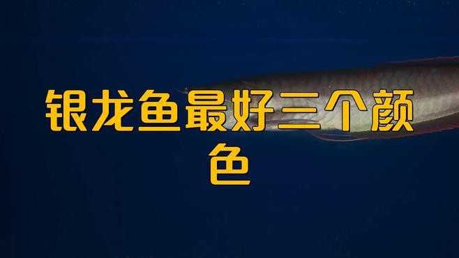 如何區(qū)分銀龍魚的品種？，如何區(qū)分銀龍魚的不同品種
