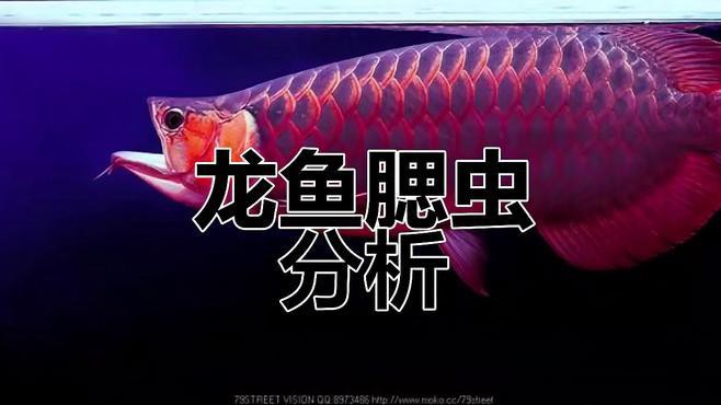 如何判斷紅龍魚鰓蓋是否感染？，如何判斷紅龍魚鰓蓋感染？